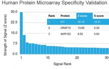 Analysis of HuProt(TM) microarray containing more than 19,000 full-length human proteins using CD117 antibody (clone KIT/2673). These results demonstrate the foremost specificity of the KIT/2673 mAb. Z- and S- score: The Z-score represents the strength of a signal that an antibody (in combination with a fluorescently-tagged anti-IgG secondary Ab) produces when binding to a particular protein on the HuProt(TM) array. Z-scores are described in units of standard deviations (SD's) above the mean value of all signals generated on that array. If the targets on the HuProt(TM) are arranged in descending order of the Z-score, the S-score is the difference (also in units of SD's) between the Z-scores. The S-score therefore represents the relative target specificity of an Ab to its intended target.