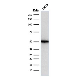 Western blot testing of human HeLa cell lysate with p53 antibody (SPM514). Expected molecular weight ~53 kDa.