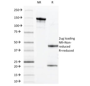 SDS-PAGE analysis of purified, BSA-free MUC1 antibody (clone VU-11D1) as confirmation of integrity and purity.