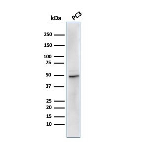 Western blot testing of human PC-3 cell lysate with recombinant ODC1 antibody (clone rODC1/485). Predicted molecular weight ~51 kDa.