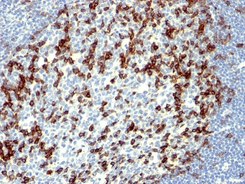 IHC staining of FFPE human tonsil with PD1 antibody (clone NAT105). HIER: boil tissue sections in pH 9 10mM Tris with 1mM EDTA for 10-20 min and allow to cool before testing.