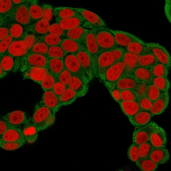 Immunofluorescent staining of permeabilized human MCF7 cells with CHP2 antibody (clone CPTC-CHP2-1, green) and Reddot nuclear stain (red).