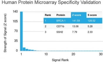 Analysis of HuProt(TM) microarray containing more than 19,000 full-length human proteins using BRCA1 antibody (clone BRCA1/2985). These results demonstrate the foremost specificity of the BRCA1/2985 mAb. Z- and S- score: The Z-score represents the strength of a signal that an antibody (in combination with a fluorescently-tagged anti-IgG secondary Ab) produces when binding to a particular protein on the HuProt(TM) array. Z-scores are described in units of standard deviations (SD's) above the mean value of all signals generated on that array. If the targets on the HuProt(TM) are arranged in descending order of the Z-score, the S-score is the difference (also in units of SD's) between the Z-scores. The S-score therefore represents the relative target specificity of an Ab to its intended target.