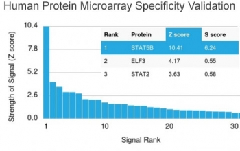 Analysis of HuProt(TM) microarray containing more than 19,000 full-length human proteins using STAT5b antibody (clone STAT5B/2657). These results demonstrate the foremost specificity of the STAT5B/2657 mAb. Z- and S- score: The Z-score represents the strength of a signal that an antibody (in combination with a fluorescently-tagged anti-IgG secondary Ab) produces when binding to a particular protein on the HuProt(TM) array. Z-scores are described in units of standard deviations (SD's) above the mean value of all signals generated on that array. If the targets on the HuProt(TM) are arranged in descending order of the Z-score, the S-score is the difference (also in units of SD's) between the Z-scores. The S-score therefore represents the relative target specificity of an Ab to its intended target.