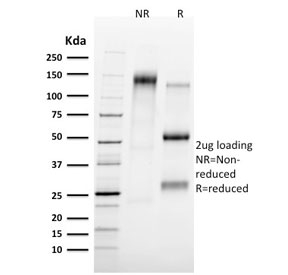 SDS-PAGE analysis of purified, BSA-free TAL1 antibody (clone TAL1/2707) as confirmation of integrity and purity.
