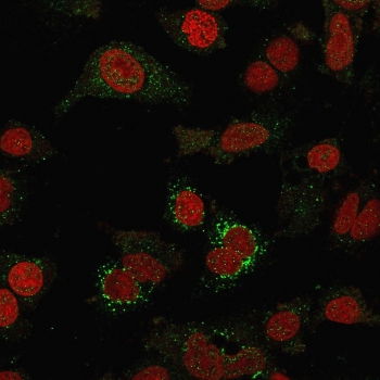 Immunofluorescent staining of fixed human SK-BR-3 cells with B7-H4 antibody (clone B7H4/1788, green) and Reddot nuclear stain (red).