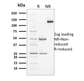 SDS-PAGE analysis of purified, BSA-free Cyclin B2 antibody (clone X29.2) as confirmation of integrity and purity.