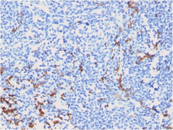 IHC testing of FFPE human tonsil with CD163 antibody (clone M130/2162). HIER: boil tissue sections in pH 9 10mM Tris with 1mM EDTA for 10-20 min followed by cooling at RT for 20 min.