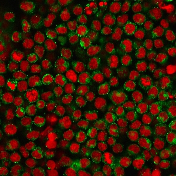 Immunofluorescent staining of human Ramos cells with CD27 antibody (clone LPFS2/1611, green) and Reddot nuclear stain (red).