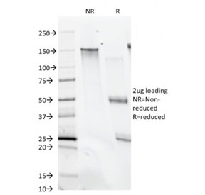 SDS-PAGE analysis of purified, BSA-free CD28 antibody (clone C28/74) as confirmation of integrity and purity.
