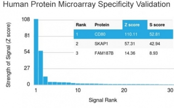 Analysis of HuProt(TM) microarray containing more than 19,000 full-length human proteins using CD80 antibody (clone C80/2725). These results demonstrate the foremost specificity of the C80/2725 mAb. Z- and S- score: The Z-score represents the strength of a signal that an antibody (in combination with a fluorescently-tagged anti-IgG secondary Ab) produces when binding to a particular protein on the HuProt(TM) array. Z-scores are described in units of standard deviations (SD's) above the mean value of all signals generated on that array. If the targets on the HuProt(TM) are arranged in descending order of the Z-score, the S-score is the difference (also in units of SD's) between the Z-scores. The S-score therefore represents the relative target specificity of an Ab to its intended target.