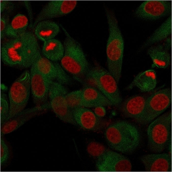 Immunofluorescent staining of permeabilzed human U-87 MG cells with recombinant CD68 antibody (clone rLAMP4/824, green) and Reddot nuclear stain (red).