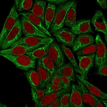 Immunofluorescent staining of permeabilized human HeLa cells with Pan Cytokeratin  antibody (clone PCK/3150, green) and Reddot nuclear stain (red).