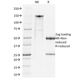 SDS-PAGE analysis of purified, BSA-free PD1 antibody (clone RMP1-14) as confirmation of integrity and purity.