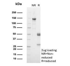 SDS-PAGE analysis of purified, BSA-free CD137 antibody (clone LOB12) as confirmation of integrity and purity.