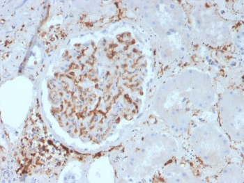 IHC staining of FFPE human kidney with ITGB1 antibody. HIER: boil tissue sections in pH 9 10mM Tris with 1mM EDTA for 20 min and allow to cool before testing.