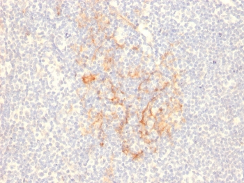 IHC staining of FFPE human tonsil with CD79b antibody (clone IGB/2555). HIER: boil tissue sections in pH 9 10mM Tris with 1mM EDTA for 20 min and allow to cool before testing.