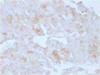 IHC staining of FFPE human placenta with Annexin A1 antibody (clone ANXA1/3727). HIER: boil tissue sections in pH6, 10mM citrate buffer, for 20 min and allow to cool before testing.