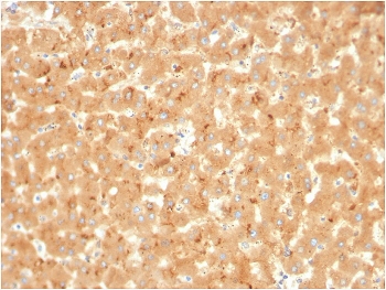IHC staining of FFPE human liver with A2M antibody. HIER: boil tissue sections in pH 9 10mM Tris with 1mM EDTA for 20 min and allow to cool before testing.
