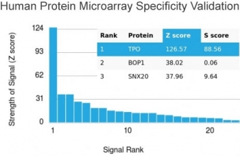 Analysis of HuProt(TM) microarray containing more than 19,000 full-length human proteins using TPO antibody. These results demonstrate the foremost specificity of the TPO/3698 mAb. Z- and S- score: The Z-score represents the strength of a signal that an antibody (in combination with a fluorescently-tagged anti-IgG secondary Ab) produces when binding to a particular protein on the HuProt(TM) array. Z-scores are described in units of standard deviations (SD's) above the mean value of all signals generated on that array. If the targets on the HuProt(TM) are arranged in descending order of the Z-score, the S-score is the difference (also in units of SD's) between the Z-scores. The S-score therefore represents the relative target specificity of an Ab to its intended target.