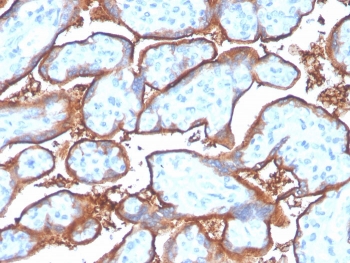 IHC staining of FFPE human placenta with recombinant PD-L1 antibody (clone PDL1/4280R). HIER: boil tissue sections in pH 9 10mM Tris with 1mM EDTA for 20 min and allow to cool before testing.