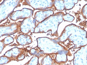 IHC staining of FFPE human placenta with recombinant PD-L1 antibody (clone PDL1/4280R). HIER: boil tissue sections in pH 9 10mM Tris with 1mM EDTA for 20 min and allow to cool before testing.