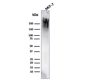 Western blot testing of human MCF7 cell lysate with MUC1 antibody (clone rMUC1/4418). This glycoprotein is commonly visualized between 120~500 kDa.