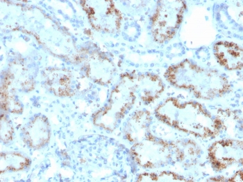 IHC staining of FFPE human kidney with RBP4 antibody. HIER: boil tissue sections in pH 9 10mM Tris with 1mM EDTA for 20 min and allow to cool before testing.