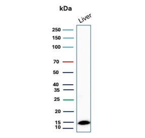 Western blot testing of human liver lysate with Transthyretin antibody. Predicted molecular weight ~16 kDa.