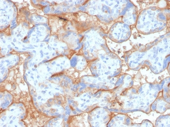 IHC staining of FFPE human placenta with recombinant EGFR antibody (clone GFR/4563R). HIER: boil tissue sections in pH 9 10mM Tris with 1mM EDTA for 20 min and allow to cool before testing.