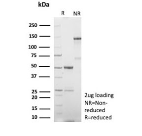 SDS-PAGE analysis of purified, BSA-free recombinant Human Nuclear Antigen antibody (r235-1) as confirmation of integrity and purity.