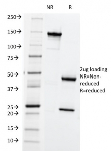 SDS-PAGE analysis of purified, BSA-free HLA-ABC antibody (clone SPM419) as confirmation of integrity and purity.