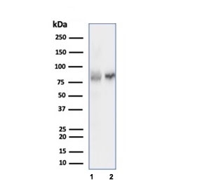 Western blot testing of human 1) MOLT-4 and 2) HEK293 cell lysate using XRCC5/Ku80 antibody (clone XRCC5/7315). Predicted molecular weight: 80-86 kDa.