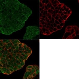 Immunofluorescent staining of PFA-fixed human MCF-7 cells using Bcl-W antibody (green, clone PCRP-BCL2L2-1A4) and phalloidin (red).