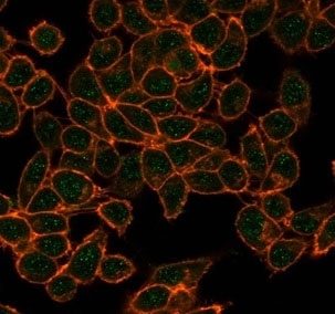 Immunofluorescent staining of PFA-fixed human HeLa cells using CBFB antibody (green, clone PCRP-CBFB-1F6) and phalloidin (red).