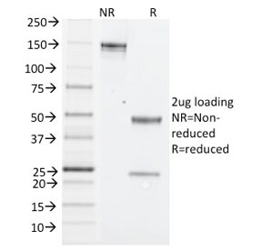 SDS-PAGE analysis of purified, BSA-free Nk1.1 antibody (clone PK136) as confirmation of integrity and purity.