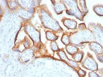 IHC: Formalin-fixed, paraffin-embedded human placenta stained with hCG alpha antibody (SPM552).