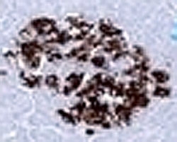 IHC: Formalin-fixed, paraffin-embedded human pancreas stained with anti-Insulin antibody (SPM531).