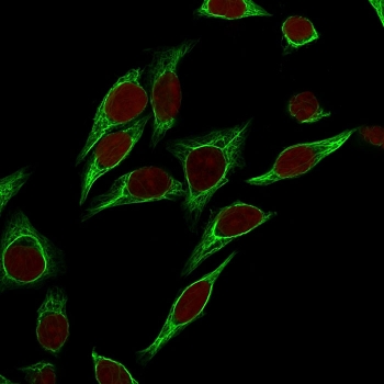 Immunofluorescent staining of permeabilized human HeLa cells with Cytokeratin 18 antibody (clone SPM265, green) and Reddot nuclear stain (red).