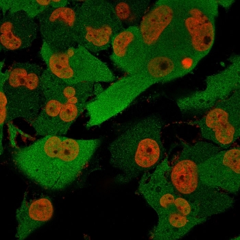 Immunofluorescent staining of permeabilized human T98G cells with anti-PGP9.5 antibody cocktail (green, clone SPM574) and Nucspot (red).
