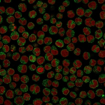 Immunofluorescent staining of PFA-fixed human Raji cells with CD79 antibody (clone SPM549, green) and Reddot nuclear stain (red).