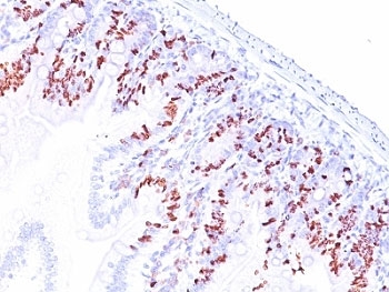 IHC: Formalin-fixed, paraffin-embedded mouse small intestine stained with anti-BrdU antibody (SPM537).