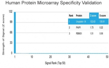 Analysis of HuProt(TM) microarray containing more than 19,000 full-length human proteins using UPK1A antibody (clone UPK1A/2923). These results demonstrate the foremost specificity of the UPK1A/2923 mAb. Z- and S- score: The Z-score represents the strength of a signal that an antibody (in combination with a fluorescently-tagged anti-IgG secondary Ab) produces when binding to a particular protein on the HuProt(TM) array. Z-scores are described in units of standard deviations (SD's) above the mean value of all signals generated on that array. If the targets on the HuProt(TM) are arranged in descending order of the Z-score, the S-score is the difference (also in units of SD's) between the Z-scores. The S-score therefore represents the relative target specificity of an Ab to its intended target.