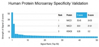 Analysis of HuProt(TM) microarray containing more than 19,000 full-length human proteins using NACC1 antibody (clone PCRP-NACC1-1A8). These results demonstrate the foremost specificity of the PCRP-NACC1-1A8 mAb. Z- and S- score: The Z-score represents the strength of a signal that an antibody (in combination with a fluorescently-tagged anti-IgG secondary Ab) produces when binding to a particular protein on the HuProt(TM) array. Z-scores are described in units of standard deviations (SD's) above the mean value of all signals generated on that array. If the targets on the HuProt(TM) are arranged in descending order of the Z-score, the S-score is the difference (also in units of SD's) between the Z-scores. The S-score therefore represents the relative target specificity of an Ab to its intended target.