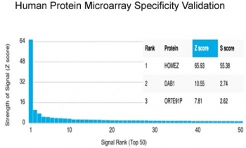 Analysis of HuProt(TM) microarray containing more than 19,000 full-length human proteins using HOMEZ antibody (clone PCRP-HOMEZ-1B5). These results demonstrate the foremost specificity of the PCRP-HOMEZ-1B5 mAb. Z- and S- score: The Z-score represents the strength of a signal that an antibody (in combination with a fluorescently-tagged anti-IgG secondary Ab) produces when binding to a particular protein on the HuProt(TM) array. Z-scores are described in units of standard deviations (SD's) above the mean value of all signals generated on that array. If the targets on the HuProt(TM) are arranged in descending order of the Z-score, the S-score is the difference (also in units of SD's) between the Z-scores. The S-score therefore represents the relative target specificity of an Ab to its intended target.