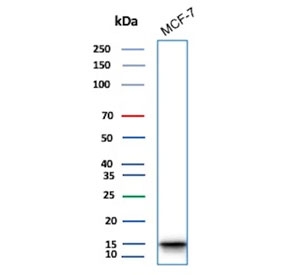 Western blot testing of human MCF7 cell lysate with phospho-Histone H3 antibody.