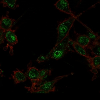 Immunofluorescent staining of PFA-fixed U87 cells using TRIM27 antibody (green, clone PCRP-TRIM27-1B3) and phalloidin (red).