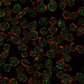 Immunofluorescent staining of PFA-fixed human K562 cells using RXRB antibody (green, clone PCRP-RXRB-2B6) and phalloidin (red).