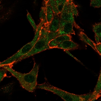 Immunofluorescent staining of human HeLa cells using RHOXF2 antibody (green, clone PCRP-RHOXF2-1D7) and phalloidin (red).