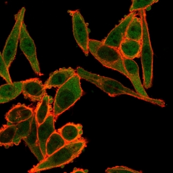 Immunofluorescent staining of PFA-fixed human HeLa cells using TSC22D1 antibody (green, clone PCRP-TSC22D1-1A2) and phalloidin (red).